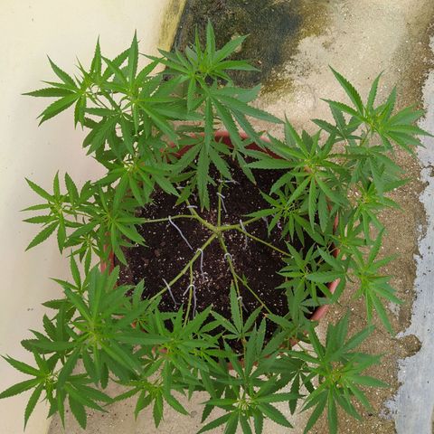 Mohan Ram growlog timeline photo