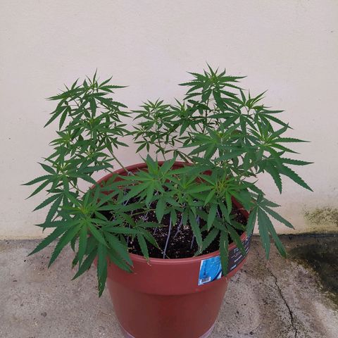 Mohan Ram growlog timeline photo