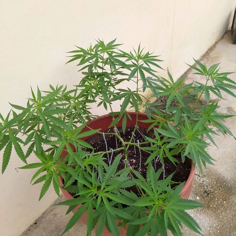 Mohan Ram growlog timeline photo
