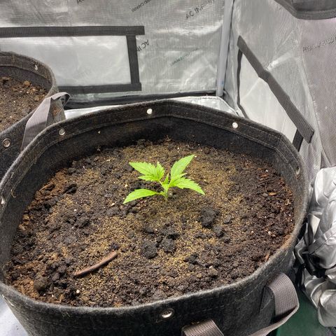 Durban Poison Autoflower #1 growlog timeline photo