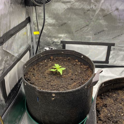 Durban Poison Autoflower #1 growlog timeline photo