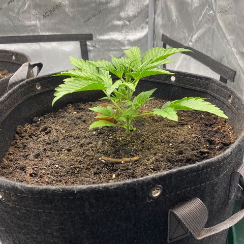 Durban Poison Autoflower #1 growlog timeline photo