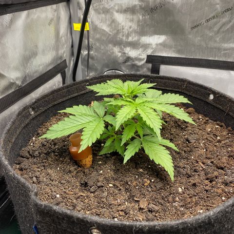Durban Poison Autoflower #1 growlog timeline photo