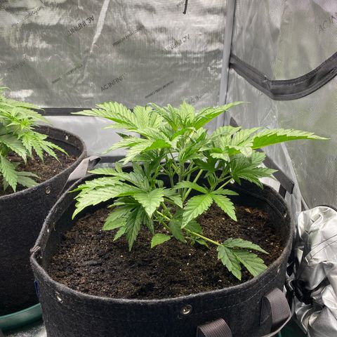 Durban Poison Autoflower #1 growlog timeline photo