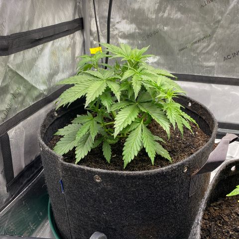 Durban Poison Autoflower #1 growlog timeline photo