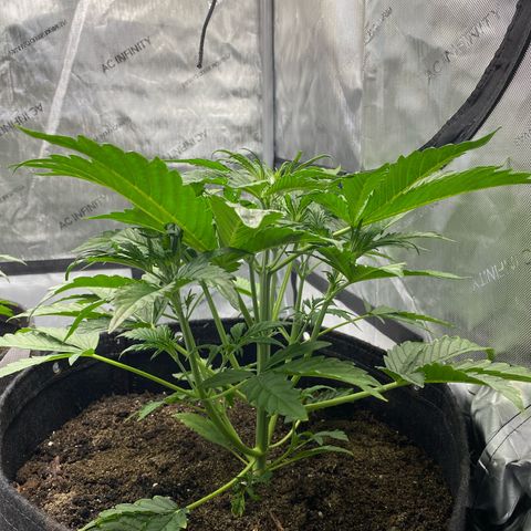 Durban Poison Autoflower #1 growlog timeline photo