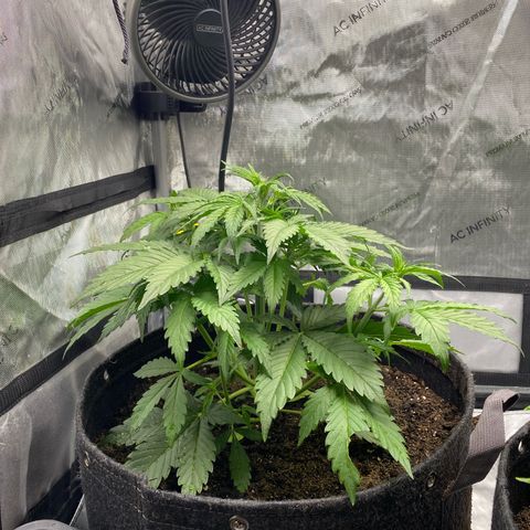 Durban Poison Autoflower #1 growlog timeline photo
