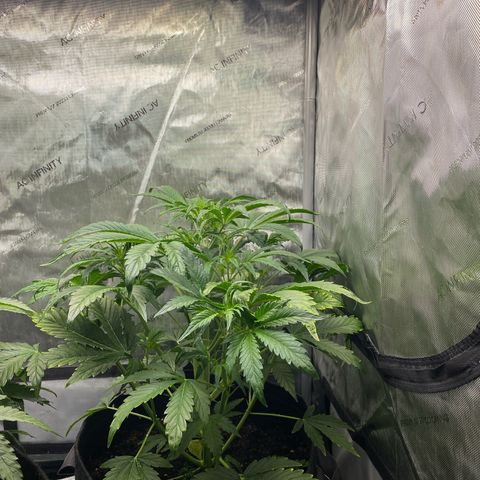 Durban Poison Autoflower #1 growlog timeline photo