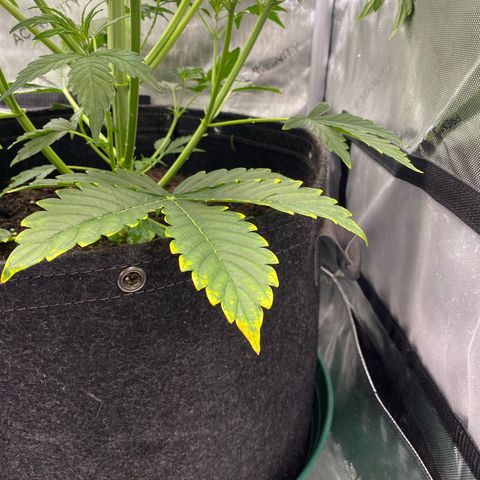 Durban Poison Autoflower #1 growlog timeline photo