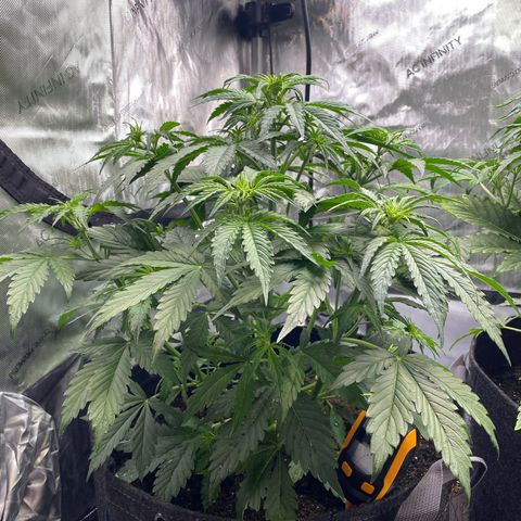 Durban Poison Autoflower #1 growlog timeline photo