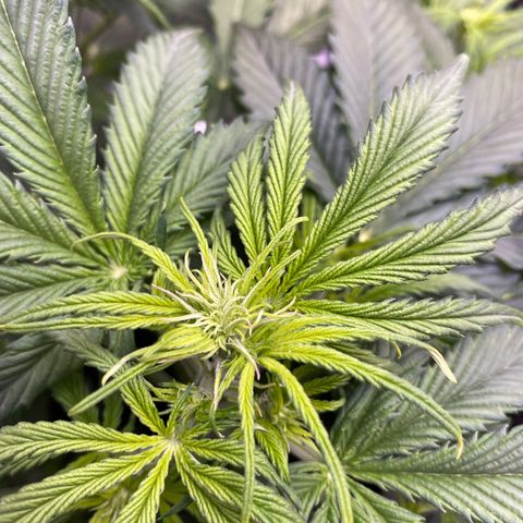 Durban Poison Autoflower #1 growlog photo: Flower started!