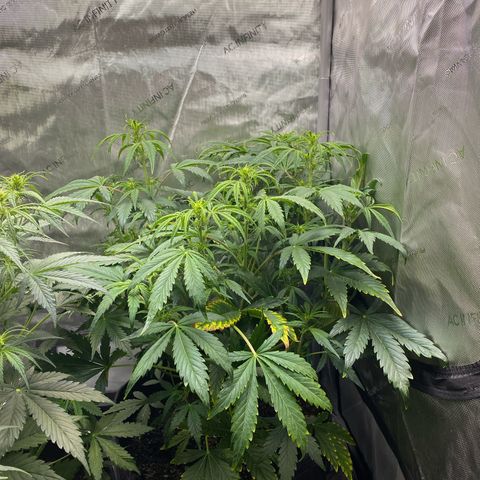 Durban Poison Autoflower #1 growlog timeline photo
