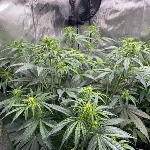 Durban Poison Autoflower #1 growlog timeline photo