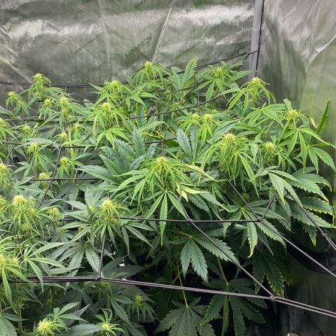 Durban Poison Autoflower #1 growlog timeline photo