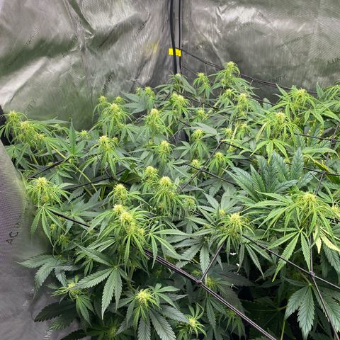 Durban Poison Autoflower #1 growlog timeline photo