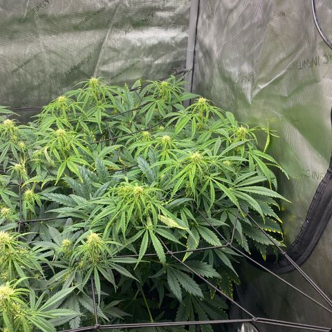 Durban Poison Autoflower #1 growlog timeline photo