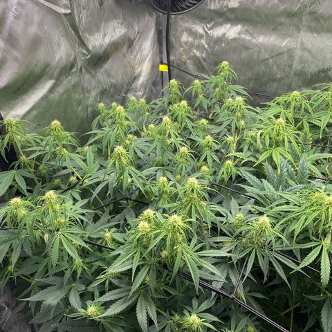 Durban Poison Autoflower #1 growlog timeline photo