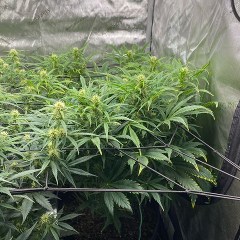 Durban Poison Autoflower #1 growlog photo: One day after adding Espoma ph down. 
