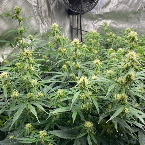 Durban Poison Autoflower #1 growlog photo: One day after adding Espoma ph down. 