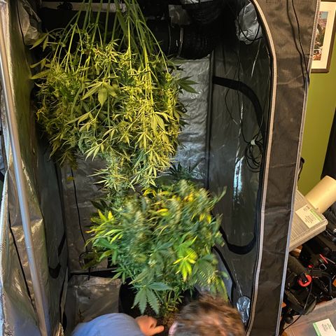 Durban Poison Autoflower #1 growlog timeline photo