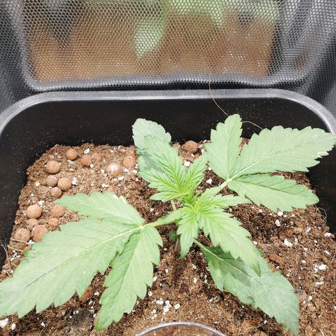 Dosi #1 growlog timeline photo
