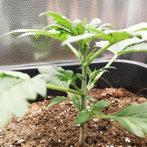 Dosi #1 growlog timeline photo