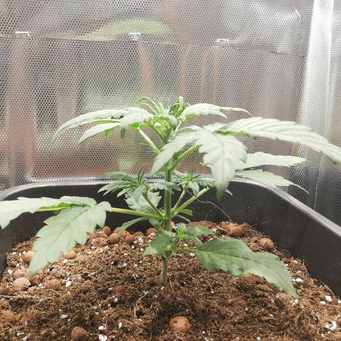 Dosi #1 growlog timeline photo