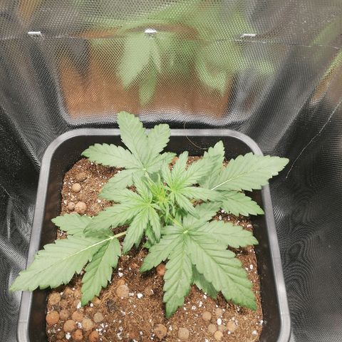 Dosi #1 growlog timeline photo