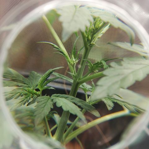 Dosi #1 growlog timeline photo