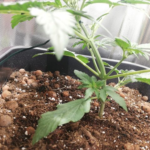 Dosi #1 growlog timeline photo