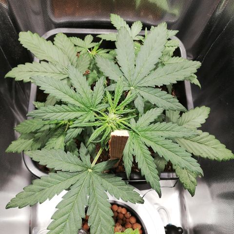 Dosi #1 growlog photo: Soif