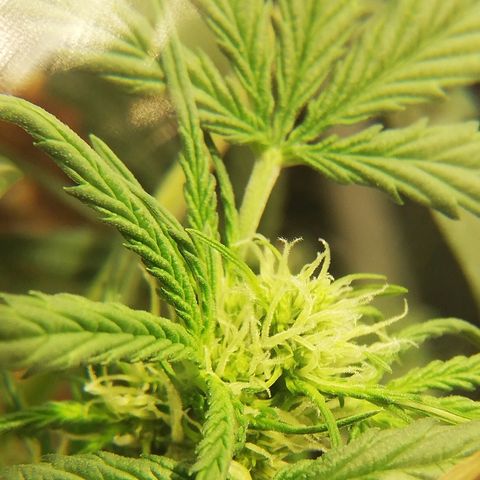 Dosi #1 growlog timeline photo