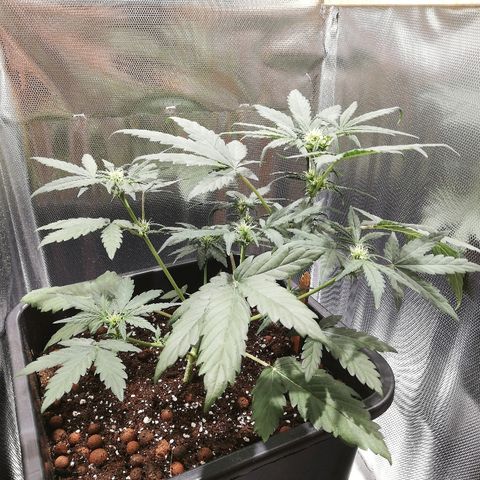 Dosi #1 growlog timeline photo