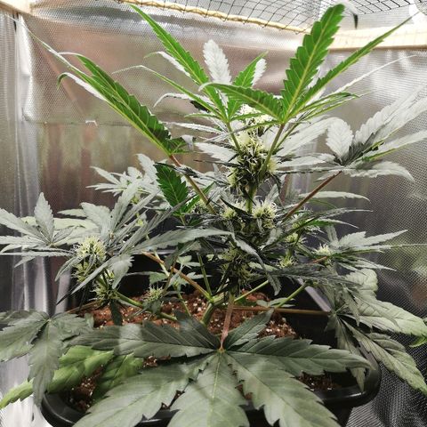 Dosi #1 growlog timeline photo
