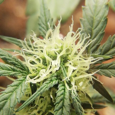 Dosi #1 growlog timeline photo