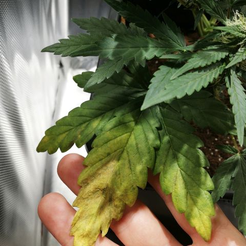Dosi #1 growlog photo: Carence ? 