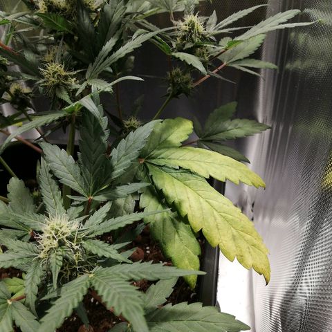 Dosi #1 growlog photo: Carence ? 