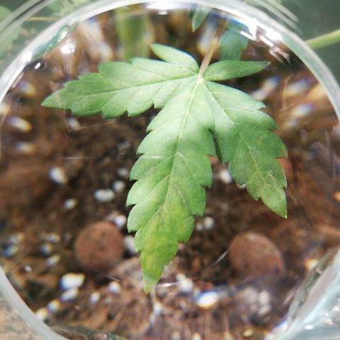 Dosi #1 growlog timeline photo