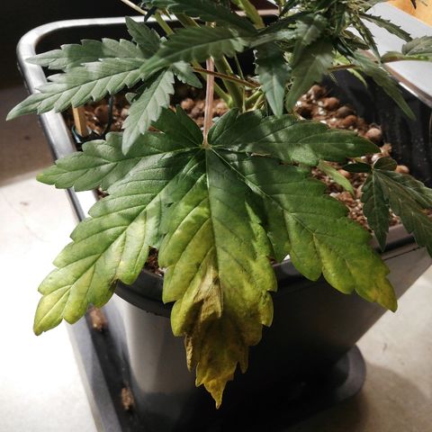 Dosi #1 growlog timeline photo