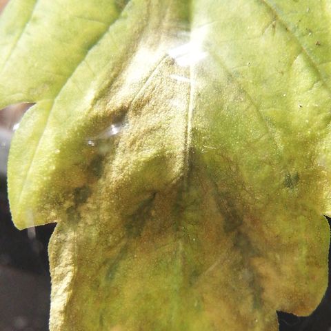 Dosi #1 growlog timeline photo
