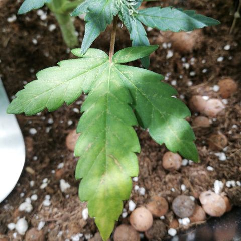 Dosi #1 growlog timeline photo