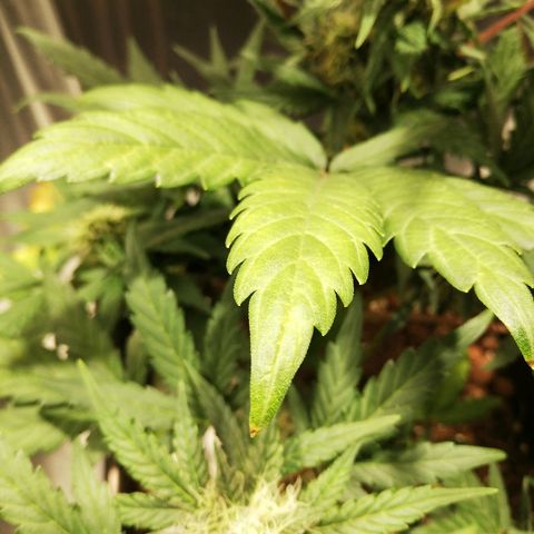 Dosi #1 growlog timeline photo