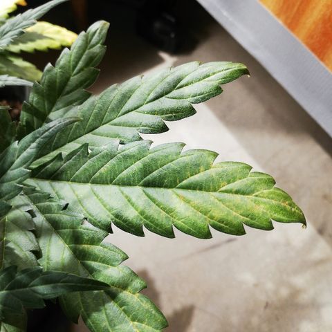 Dosi #1 growlog timeline photo