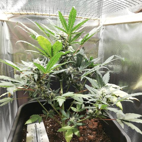 Dosi #1 growlog timeline photo