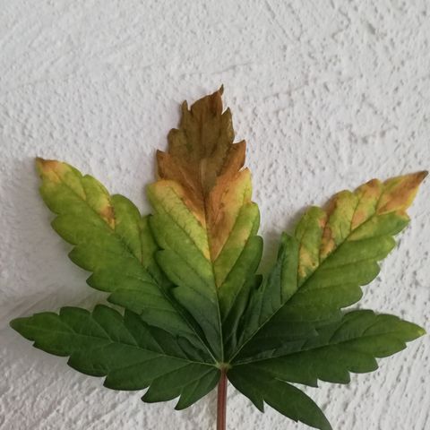 Dosi #1 growlog photo: Coupe des 2 nourricière malade