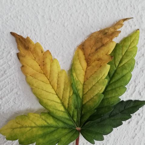 Dosi #1 growlog photo: Coupe des 2 nourricière malade