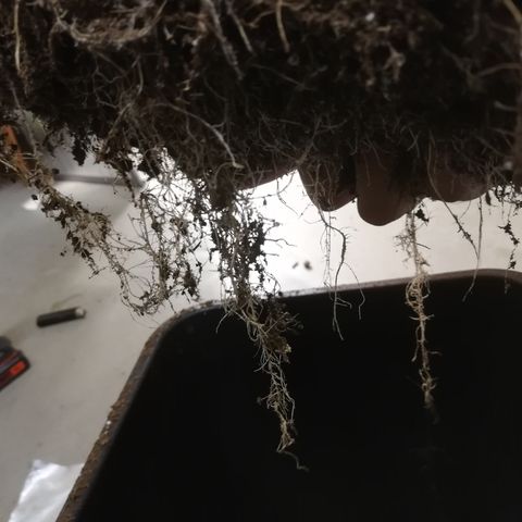 Dosi #1 growlog timeline photo