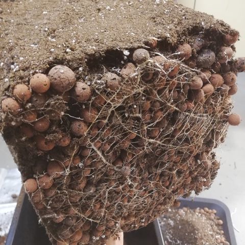 Dosi #1 growlog timeline photo