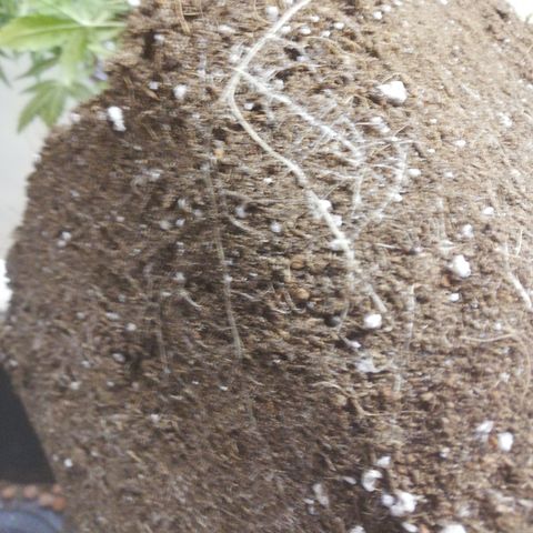 Dosi #1 growlog timeline photo