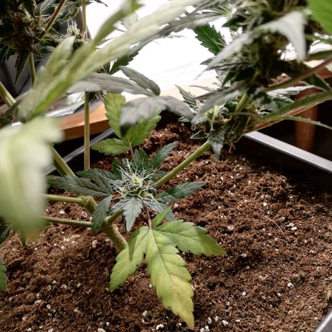 Dosi #1 growlog photo: Les feuille continue à jaunir. 